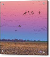 Geese Flying At Sunset Acrylic Print