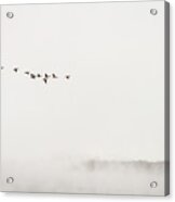 Geese In The Fog Acrylic Print
