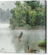 Geese On Misty Lake Acrylic Print