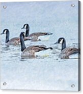 Geese On Pond Acrylic Print