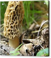 Gem Of The Forest - Morel Mushroom Acrylic Print