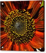 Gerber Daisy Full On Acrylic Print