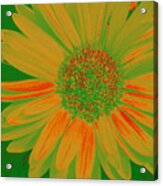 Gerbia Daisy Sabattier Acrylic Print