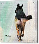 German Shepherd Taking A Walk Acrylic Print