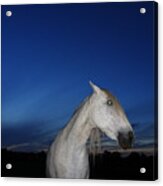 Ghost Horse Acrylic Print