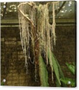 Ghost Of Spanish Moss Acrylic Print