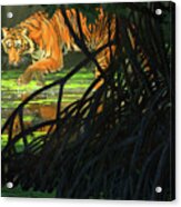 Ghost Of The Sunderbans - Bengal Tiger Acrylic Print
