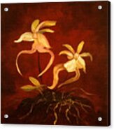 Ghost Orchids Acrylic Print