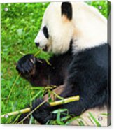 Giant Panda Feeding On Bamboo Acrylic Print