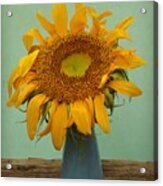 Giant Sunflower Still Life On Blue Acrylic Print