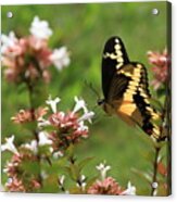 Giant Swallowtail Butterfly 2 Acrylic Print