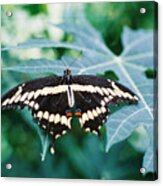 Giant Swallowtail Acrylic Print
