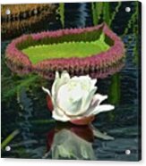 Giant Water Lily Blossom Acrylic Print