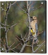 Gila Woodpecker Acrylic Print