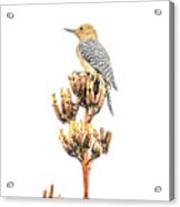 Gila Woodpecker Acrylic Print