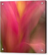 Ginger Flower Blossom Abstract Acrylic Print