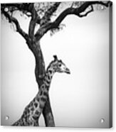 Giraffe And A Tree Acrylic Print