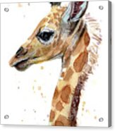 Giraffe Baby Watercolor Painting by Olga Shvartsur | Fine Art America