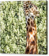 Giraffe Acrylic Print