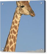 Giraffe Portrait Acrylic Print