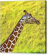 Giraffe Acrylic Print