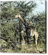 Giraffe With Calf Acrylic Print