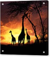 Giraffes At Runrise Acrylic Print