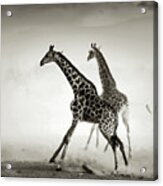 Giraffes Fleeing Acrylic Print