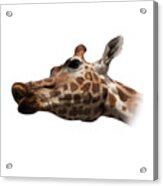 Give Us A Kiss On Transparent Background Acrylic Print