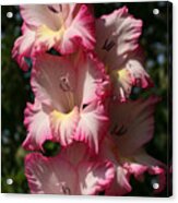 Gladiolus Parfait Acrylic Print