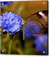 Glasswing Butterfly Acrylic Print