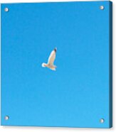 Gliding Seagull Acrylic Print