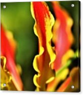 Gloriosa Lilly Acrylic Print