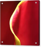 Gloriosa Wave Acrylic Print