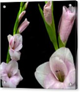 Glorious Gladiolus. Acrylic Print