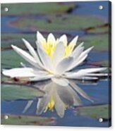 Glorious White Water Lily Acrylic Print