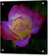 Glowing Rose Acrylic Print
