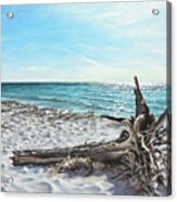 Gnarled Drift Wood Acrylic Print