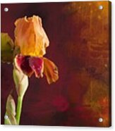 Gold And Red Iris Acrylic Print