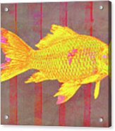 Gold Fish On Striped Background Acrylic Print