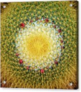Golden Barrel Cactus 6 Acrylic Print