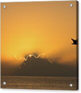 Golden Bird Sunrise Delray Beach Florida Acrylic Print