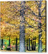 Golden Canopy Acrylic Print