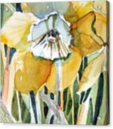 Golden Daffodil Acrylic Print