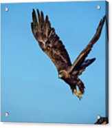 Golden Eagle 1 Acrylic Print