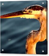 Golden Heron Acrylic Print