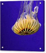 Golden Jellyfish Acrylic Print