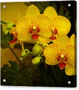 Golden Orchids Acrylic Print