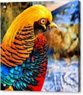 Golden Pheasant Painterly Acrylic Print