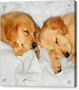Golden Retriever Dog Puppies Sleeping Acrylic Print